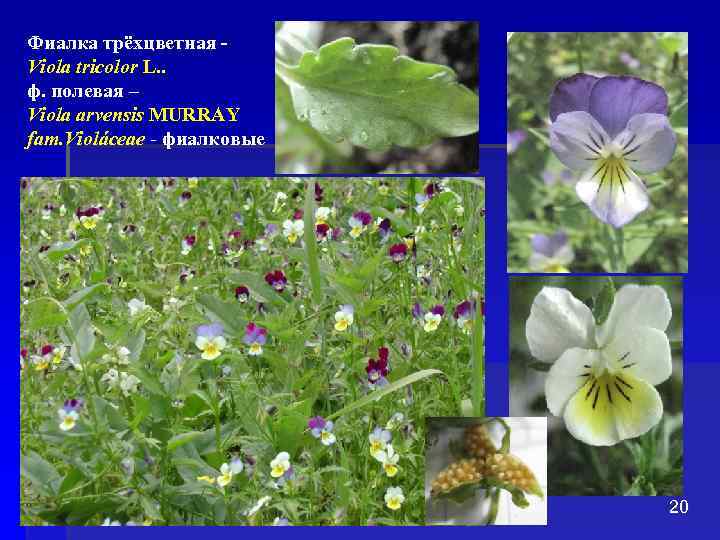 Фиалка трёхцветная Viola tricolor L. . ф. полевая – Viola arvensis MURRAY fam. Violáceae