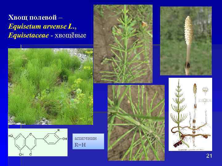 Хвощ полевой – Equisetum arvense L. , Equisetaceae - хвощёвые апигенин R=H 21 