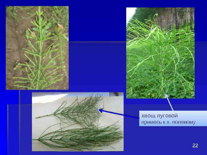 хвощ луговой примесь к х. полевому 22 