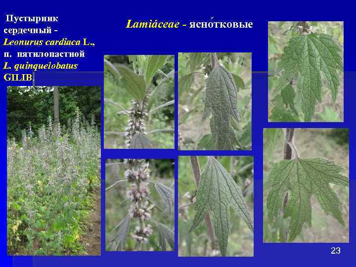  Пустырник сердечный Leonurus cardiaca L. , п. пятилопастной L. quinquelobatus GILIB. Lamiáceae -