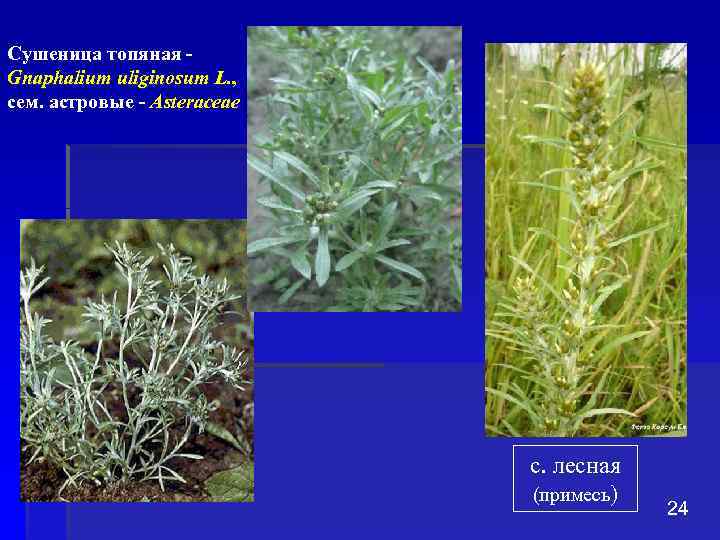 Сушеница топяная - Gnaphalium uliginosum L. , Gnaphalium uliginosum L. сем. астровые - Asteraceae