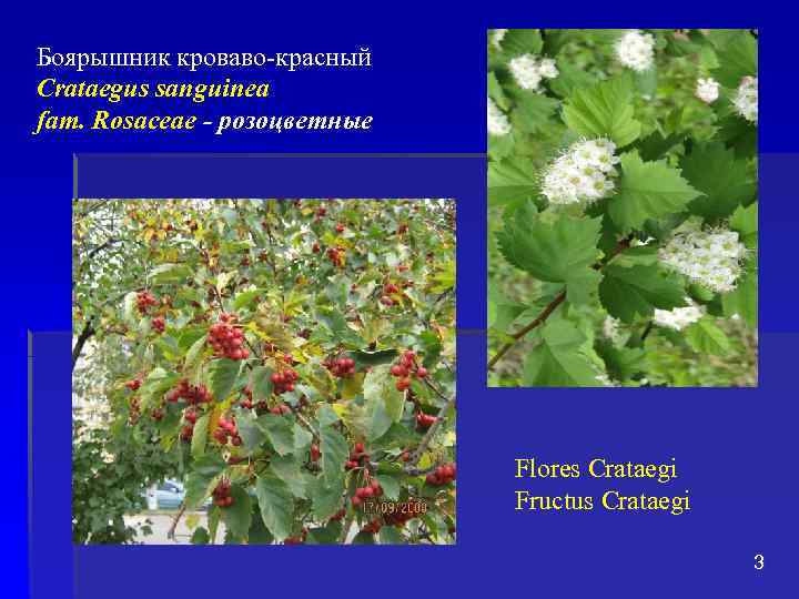 Боярышник кроваво-красный Crataegus sanguinea fam. Rosaceae - розоцветные Flores Crataegi Fructus Crataegi 3 