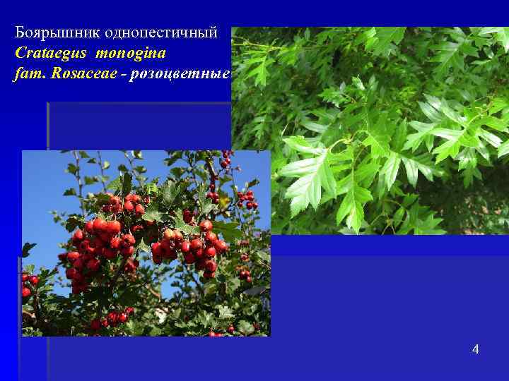 Боярышник однопестичный Crataegus monogina fam. Rosaceae - розоцветные 4 
