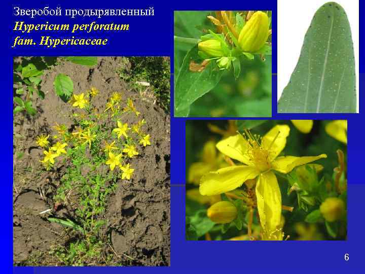 Зверобой продырявленный Hypericum perforatum fam. Hypericaceae 6 