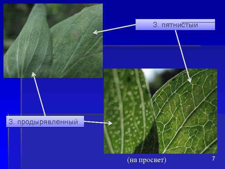 З. пятнистый З. продырявленный (на просвет) 7 