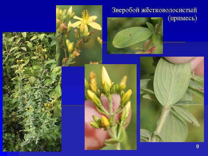 Зверобой жёстковолосистый (примесь) 8 