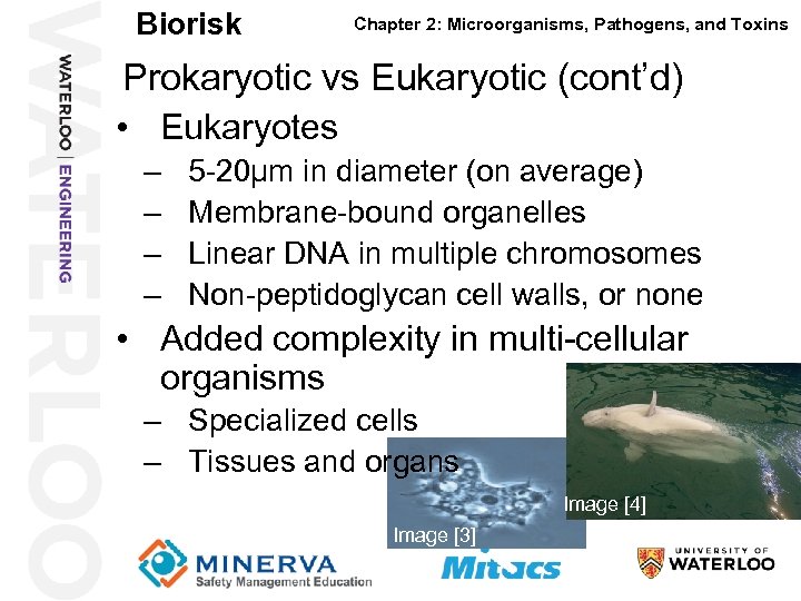 Biorisk 18 Chapter 2: Microorganisms, Pathogens, and Toxins Prokaryotic vs Eukaryotic (cont’d) • Eukaryotes