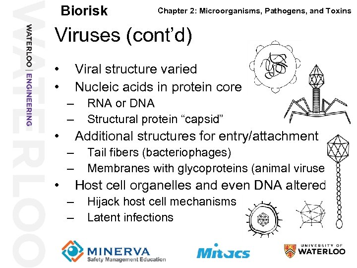 Biorisk Chapter 2: Microorganisms, Pathogens, and Toxins Viruses (cont’d) 23 • • Viral structure