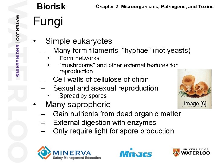 Biorisk Chapter 2: Microorganisms, Pathogens, and Toxins Fungi 32 • Simple eukaryotes – Many
