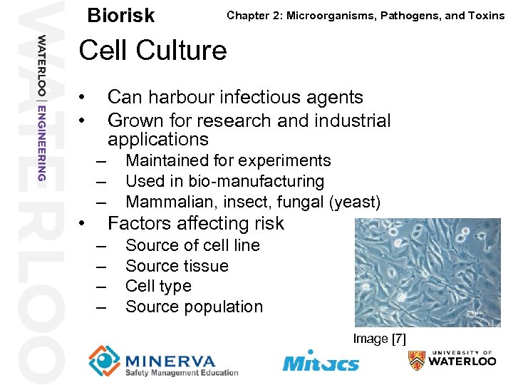 Biorisk Chapter 2: Microorganisms, Pathogens, and Toxins Cell Culture 38 • • Can harbour