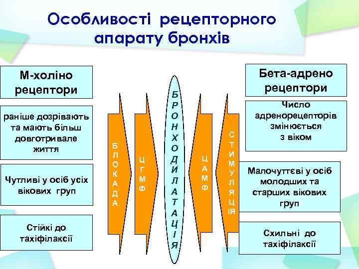 Особливості рецепторного апарату бронхів М-холіно рецептори раніше дозрівають та мають більш довготривале життя Чутливі