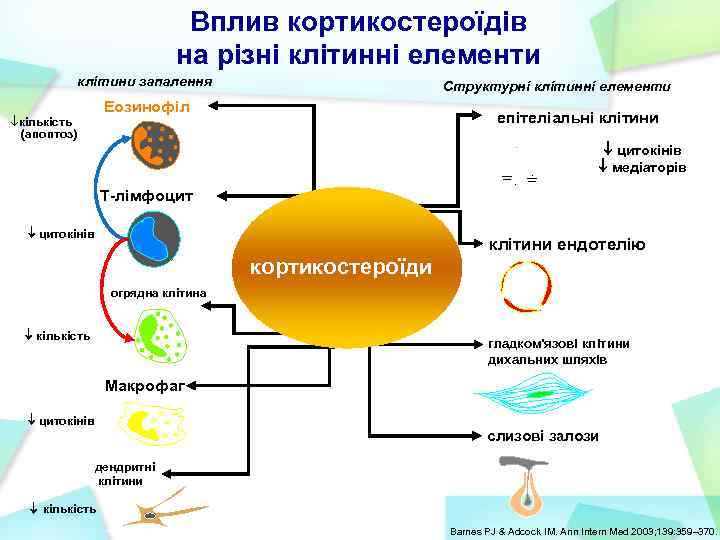 Вплив кортикостероїдів на різні клітинні елементи клітини запалення Структурні клітинні елементи Еозинофіл кількість (апоптоз)