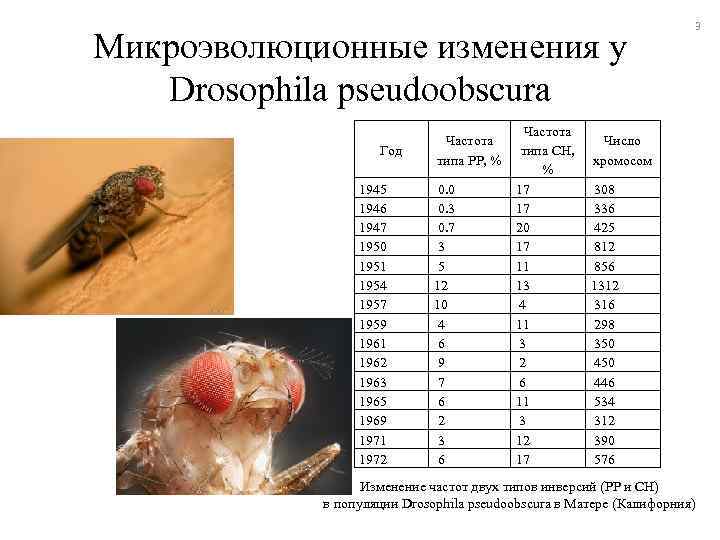 Микроэволюционные изменения у Drosophila pseudoobscura Год 1945 1946 1947 1950 1951 1954 1957 1959