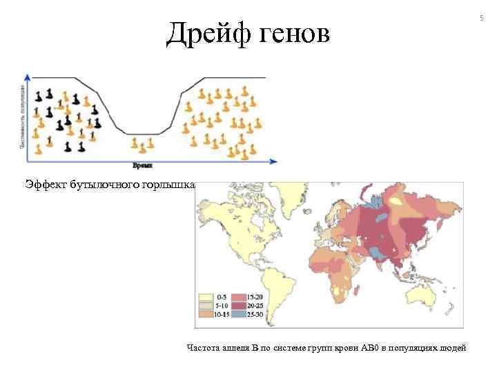 Дрейф генов презентация