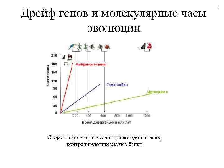 Дрейф генов и молекулярные часы эволюции Скорости фиксации замен нуклеотидов в генах, контролирующих разные