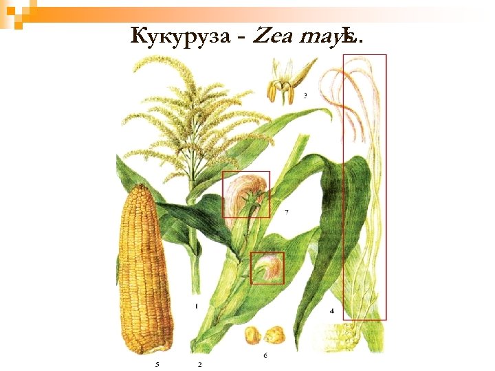 Кукуруза - Zea mays. L 