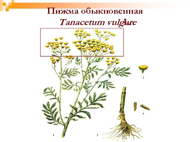 Пижма обыкновенная Tanacetum vulgare L. 