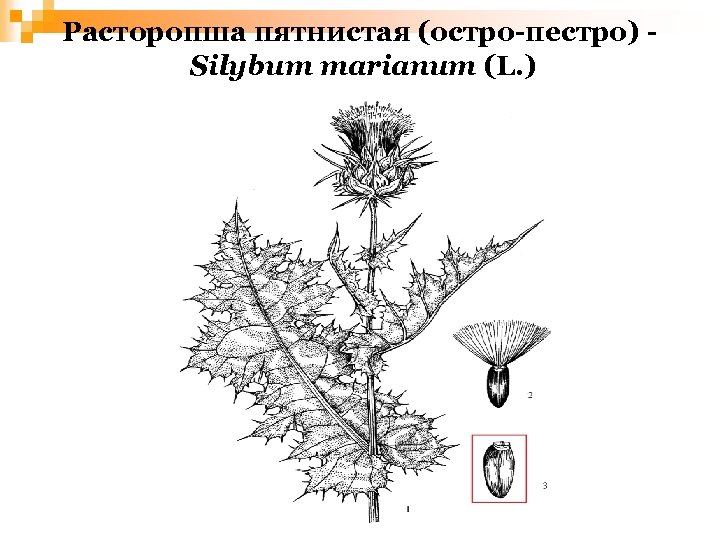 Расторопша пятнистая (остро-пестро) Silybum marianum (L. ) 