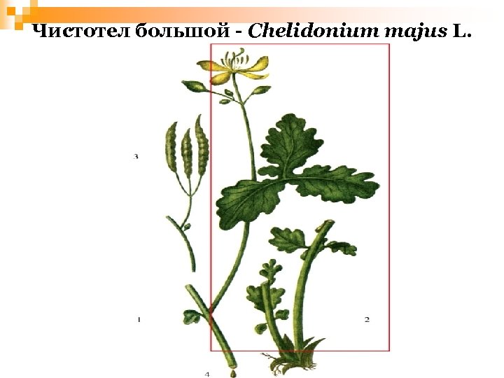 Чистотел большой - Chelidonium majus L. 