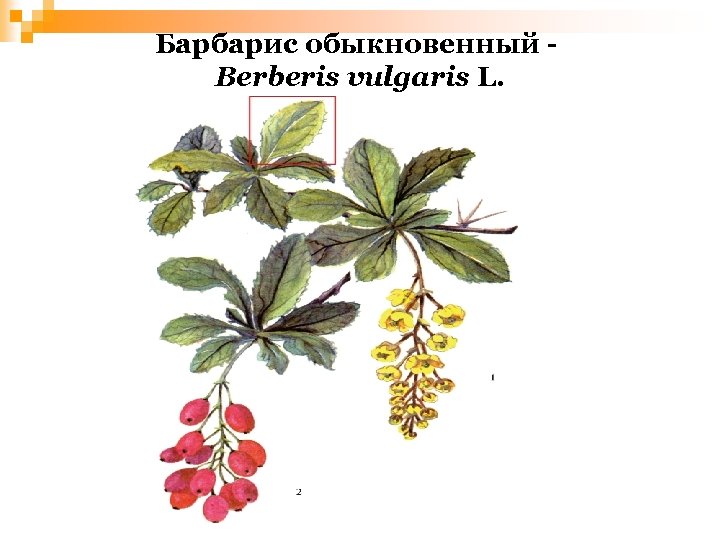 Барбарис обыкновенный - Berberis vulgaris L. 