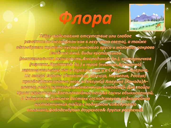 Флора Тайге свойственно отсутствие или слабое развитие подлеска (так как в лесу мало света),