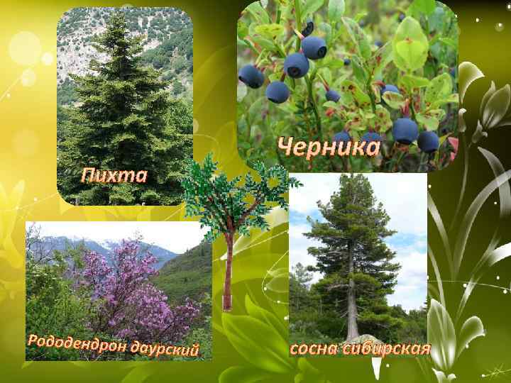 Черника Пихта Рододендрон даур ский сосна сибирская 4 