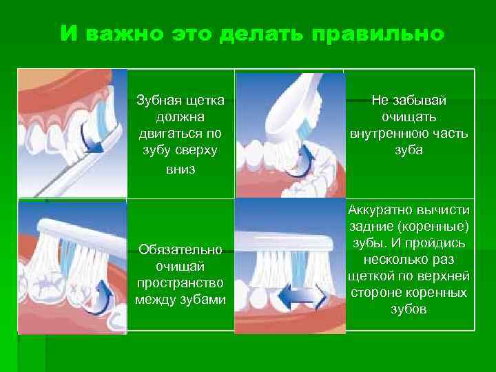 И важно это делать правильно Зубная щетка должна двигаться по зубу сверху вниз Обязательно