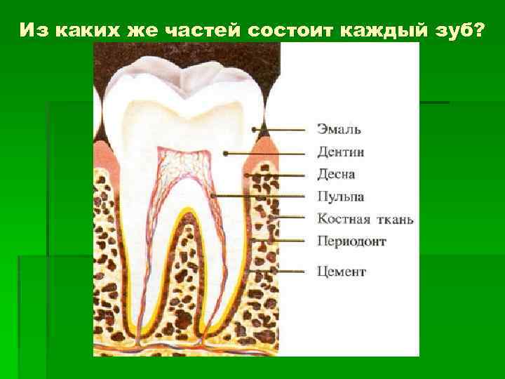 Из каких же частей состоит каждый зуб? 