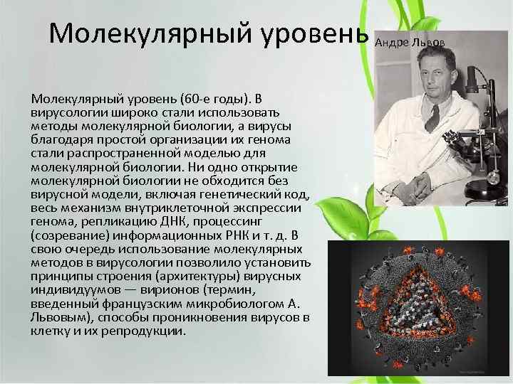 Молекулярный уровень Андре Львов Молекулярный уровень (60 -е годы). В вирусологии широко стали использовать