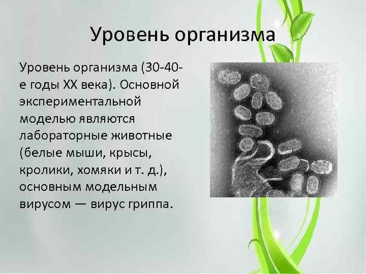 Уровень организма (30 -40 е годы XX века). Основной экспериментальной моделью являются лабораторные животные