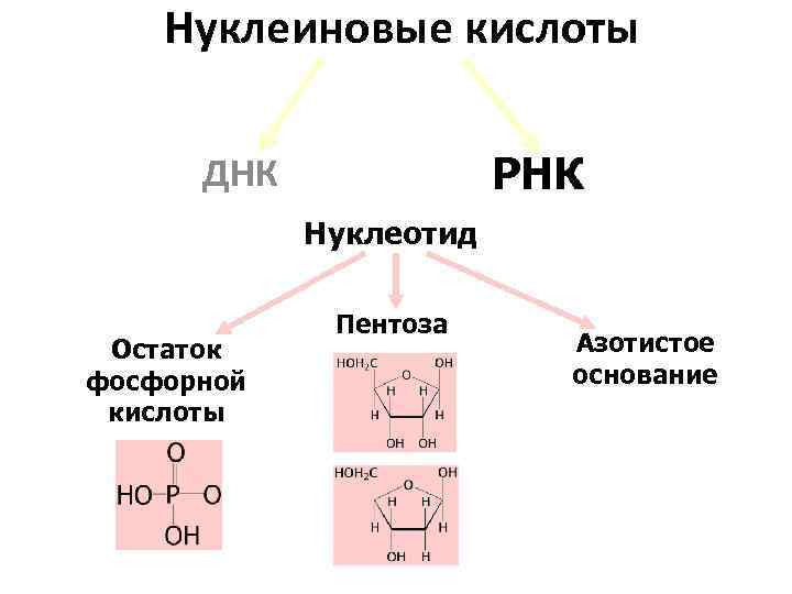 Углеводы днк и рнк. Остаток фосфорной кислоты ДНК. Остаток фосфорной кислоты РНК формула. Остаток фосфорной кислоты в нуклеотидах.