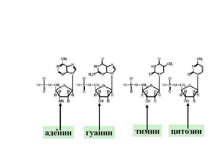 аденин гуанин тимин цитозин 