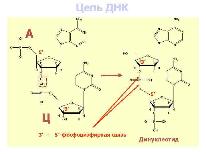 Вид цепочки днк