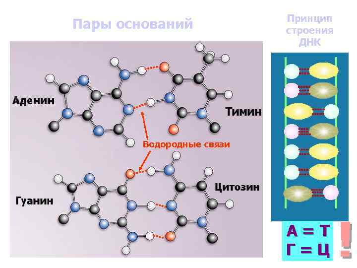 Пары оснований Принцип строения ДНК Водородные связи А=Т Г=Ц ! 