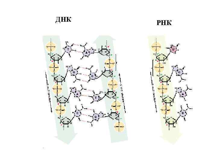 ДНК РНК 