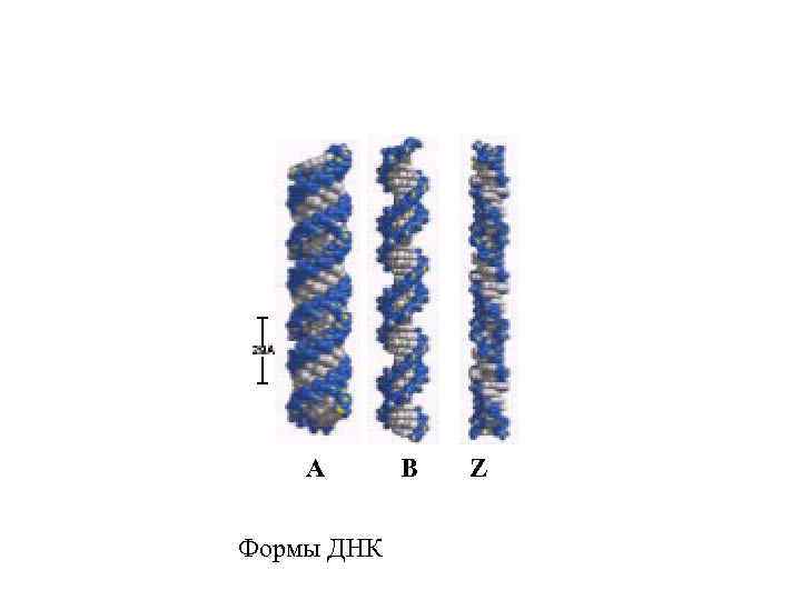 А Формы ДНК В Z 