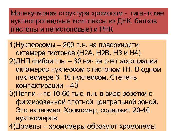 Молекулярная структура хромосом - гигантские нуклеопротеидные комплексы из ДНК, белков (гистоны и негистоновые) и