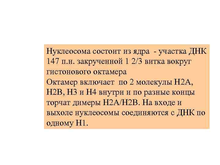Нуклеосома состоит из ядра - участка ДНК 147 п. н. закрученной 1 2/3 витка