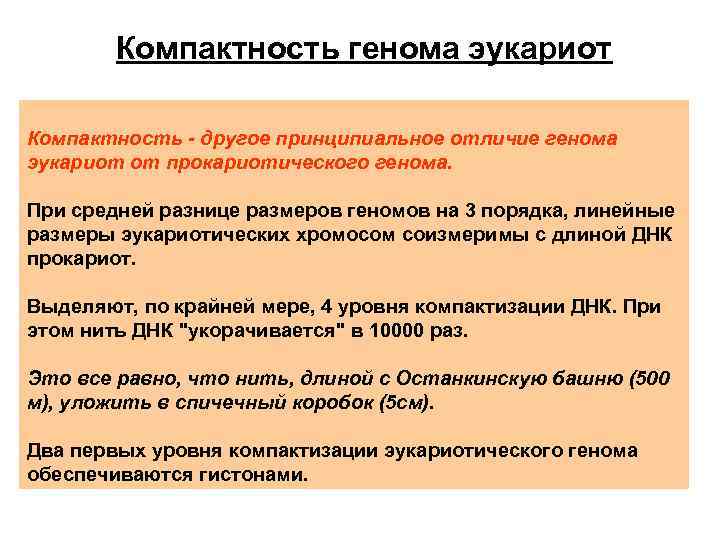 Компактность генома эукариот Компактность - другое принципиальное отличие генома эукариот от прокариотического генома. При
