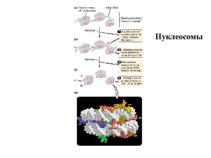 Нуклеосомы 