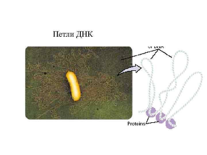 Петля днк. Петли ДНК. Петлевой ДНК. Домены петель ДНК. Свободная петля ДНК.