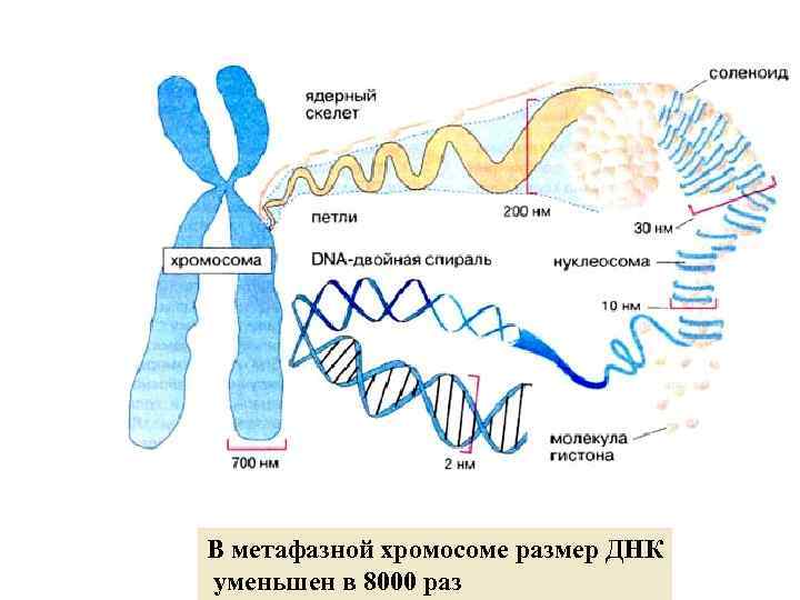 В метафазной хромосоме размер ДНК уменьшен в 8000 раз 