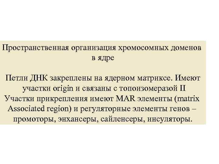 Пространственная организация хромосомных доменов в ядре Петли ДНК закреплены на ядерном матриксе. Имеют участки