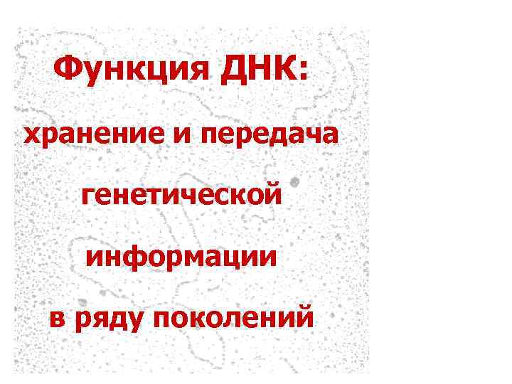 Функция ДНК: хранение и передача генетической информации в ряду поколений 