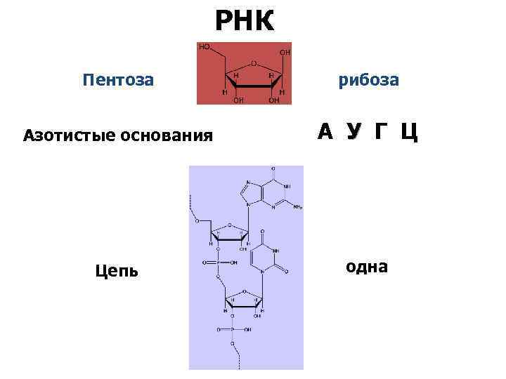 РНК Пентоза рибоза Азотистые основания А У Г Ц Цепь одна 