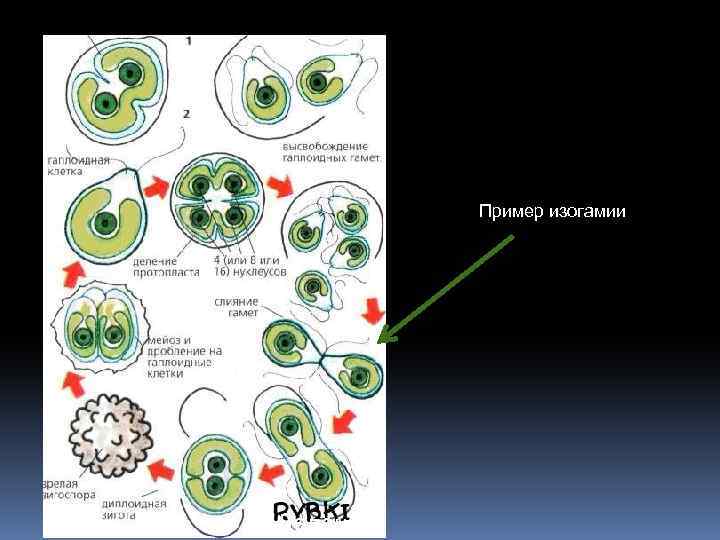 Простейшие этапы развития