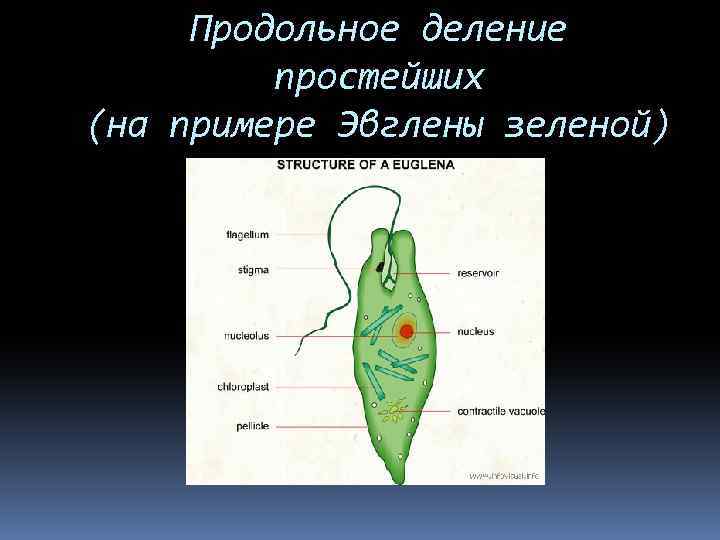 Продольное деление простейших (на примере Эвглены зеленой) 