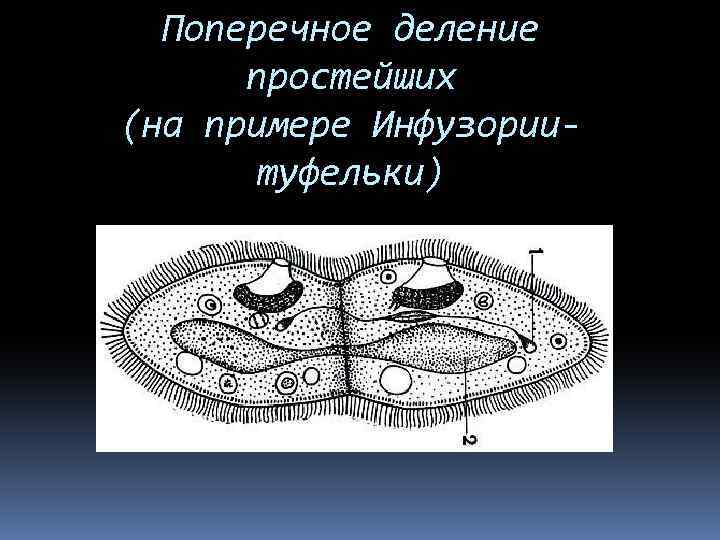 Поперечное деление простейших (на примере Инфузориитуфельки) 