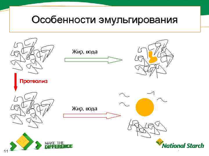 Особенности эмульгирования Жир, вода П р о т ео л и з Жир, вода