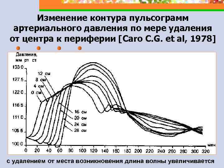 Изменение контура пульсограмм артериального давления по мере удаления от центра к периферии [Саrо C.